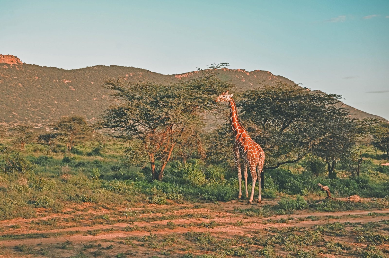 Samburu national park