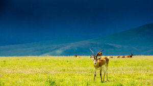 Tanzania National Parks