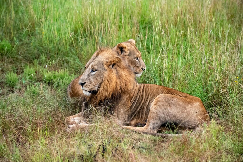 Nairobi National Park