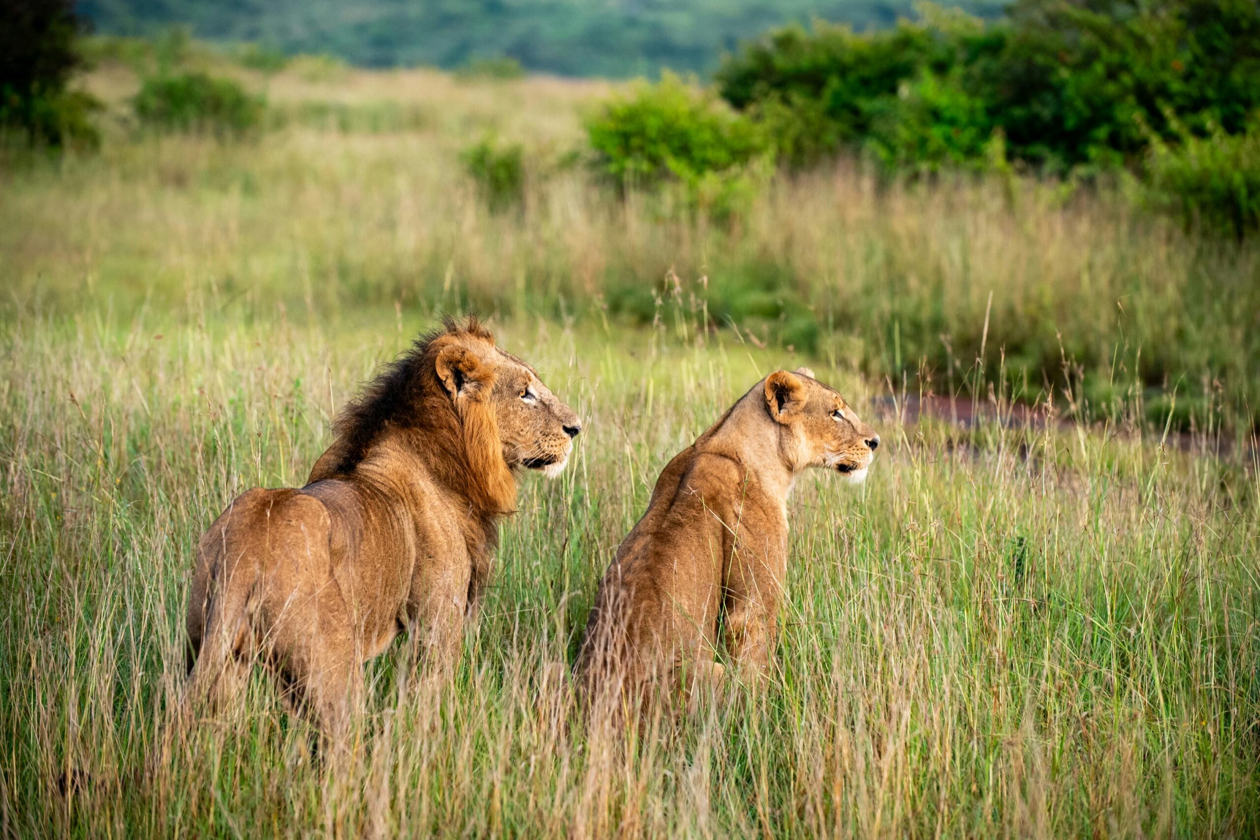 Tsavo East West Amboseli Safari