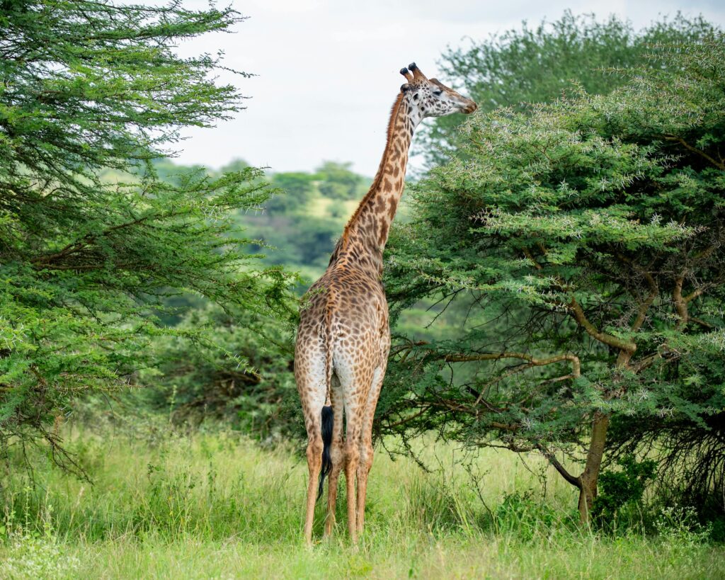 Mt. Kenya National Park