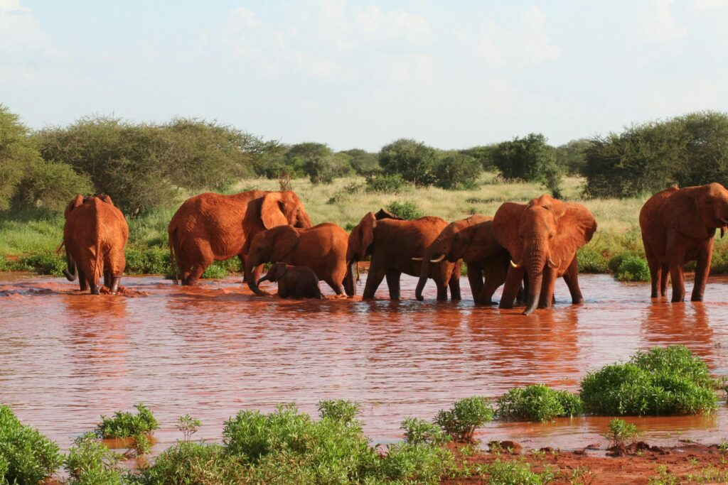 Tsavo West National Park