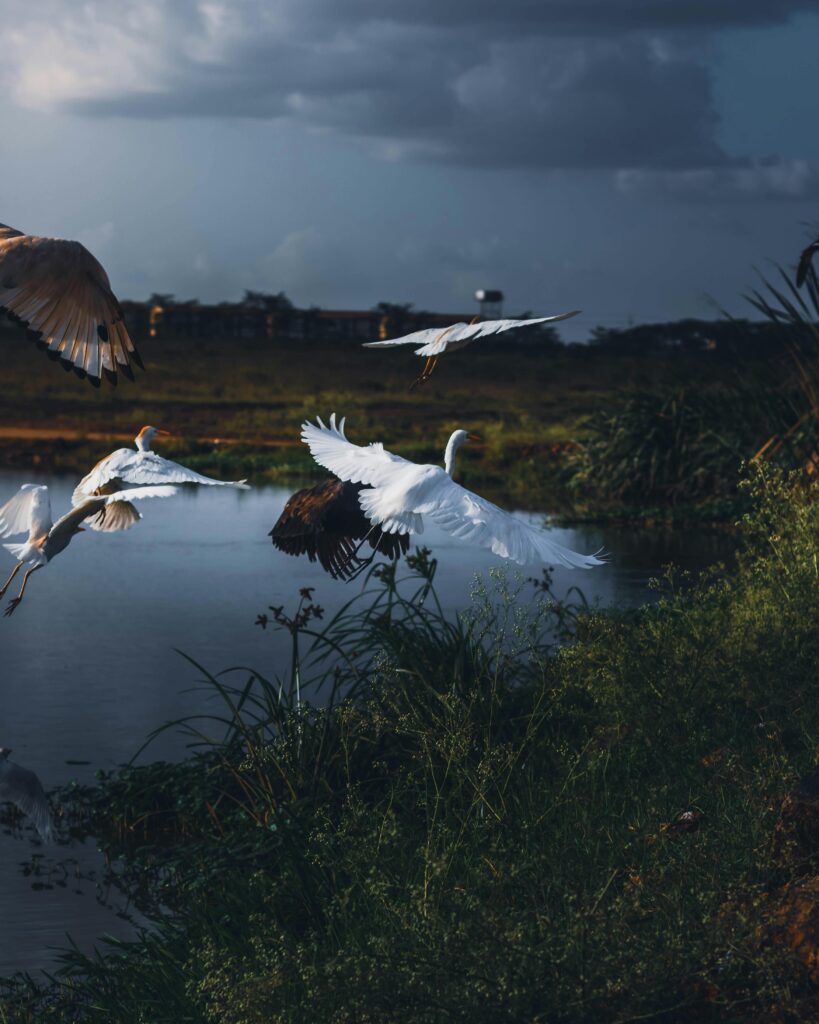 Nairobi National Park