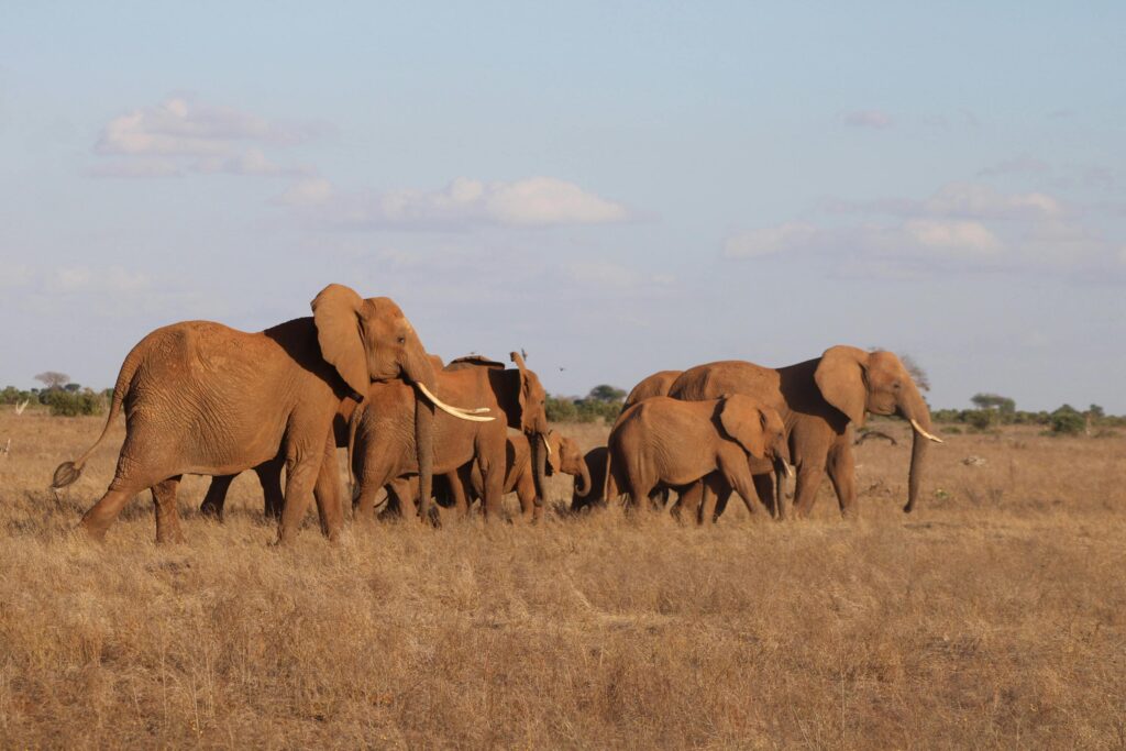 Samburu