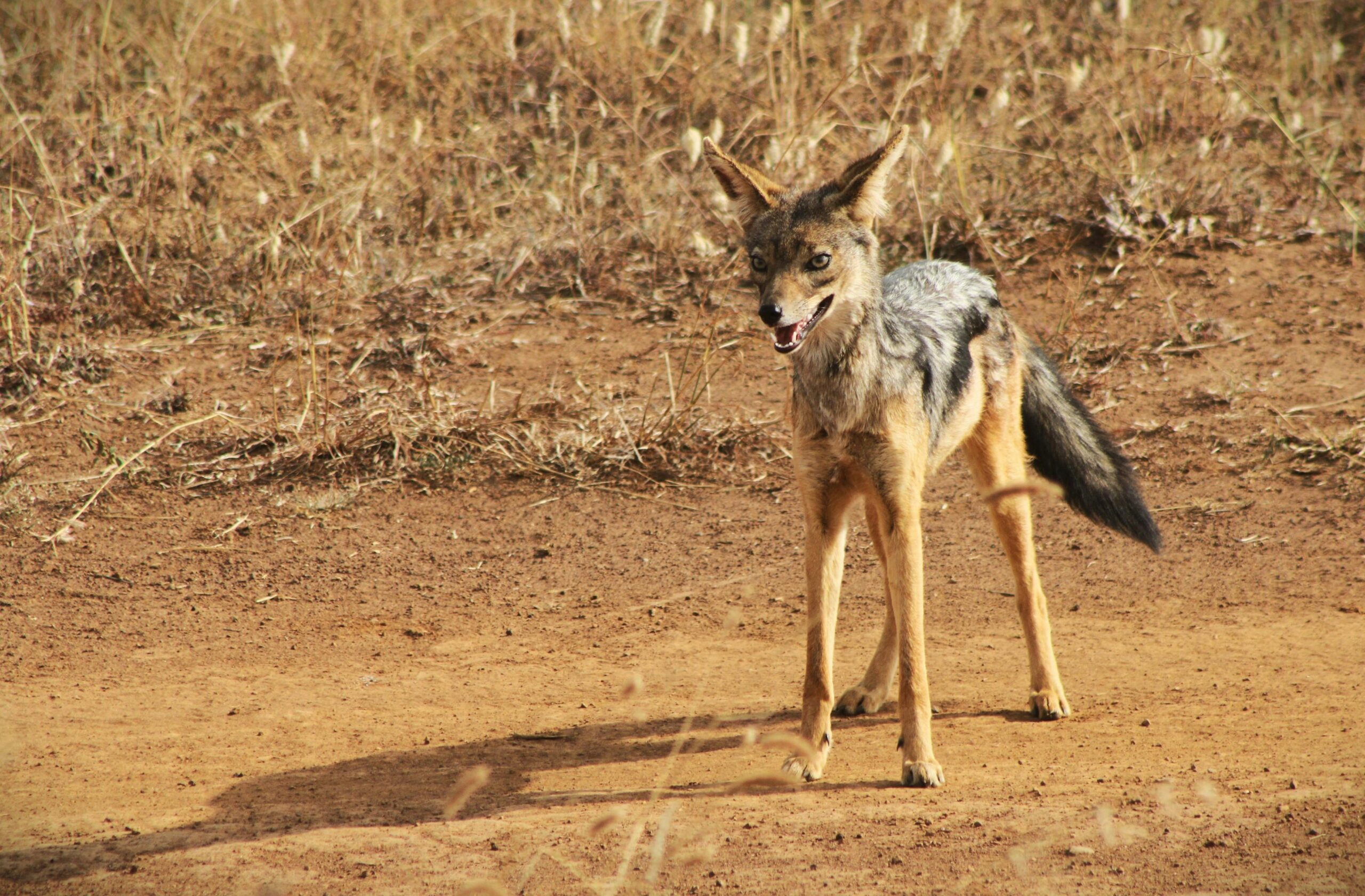 Tsavo East West Amboseli Safari