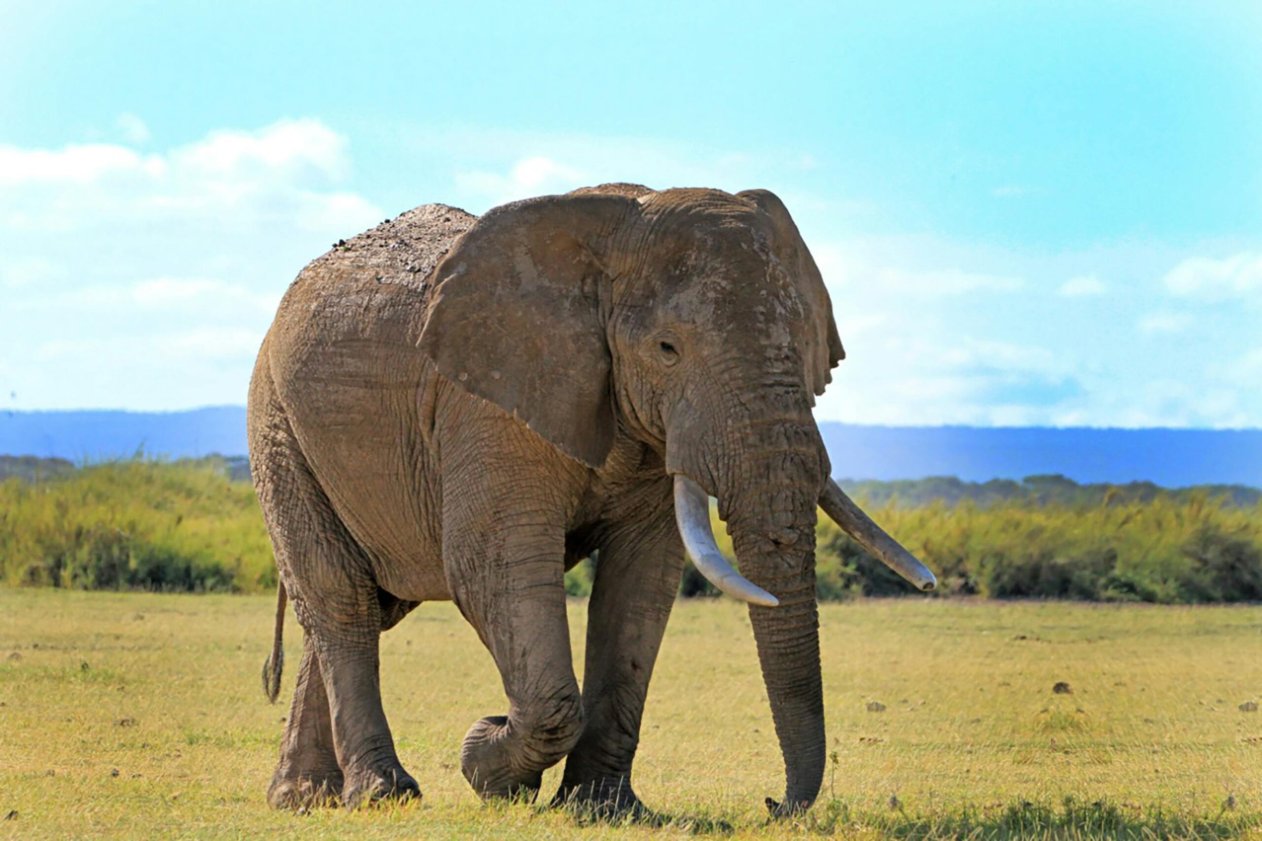 Kenya wildlife