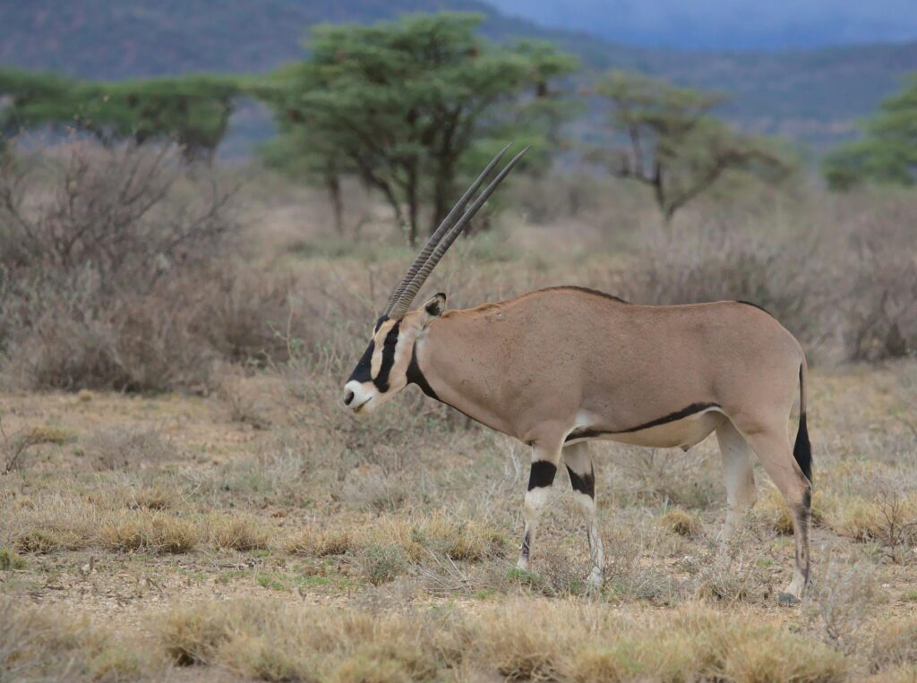 Samburu National Reserve