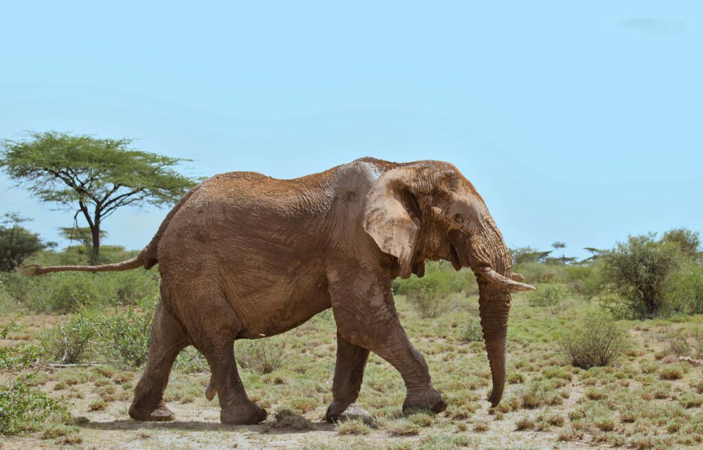 Samburu National Reserve