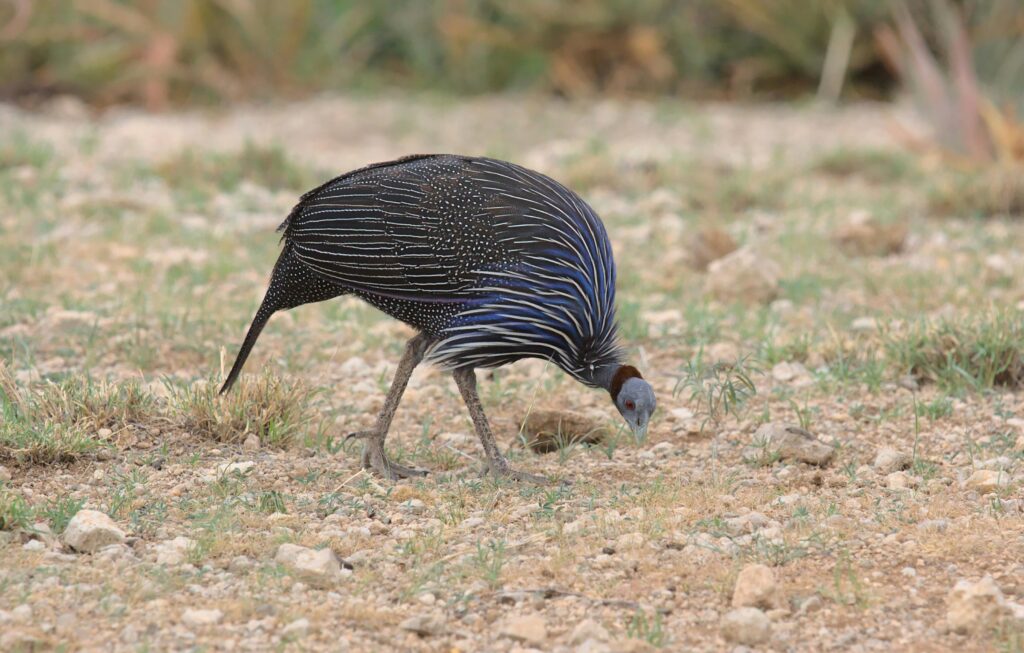 Samburu National Reserve