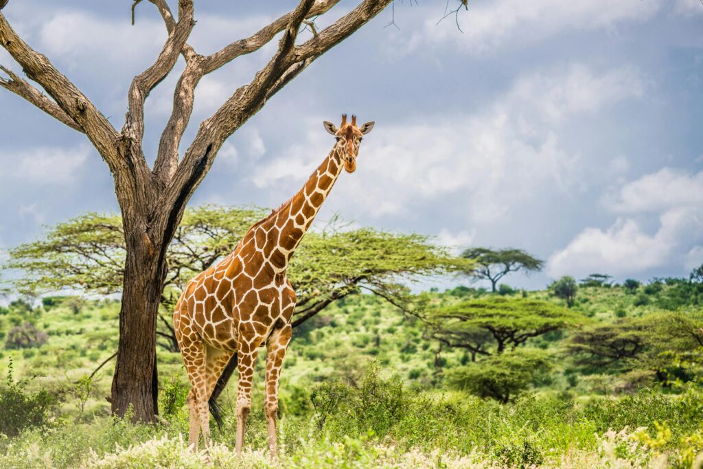 Samburu National Reserve