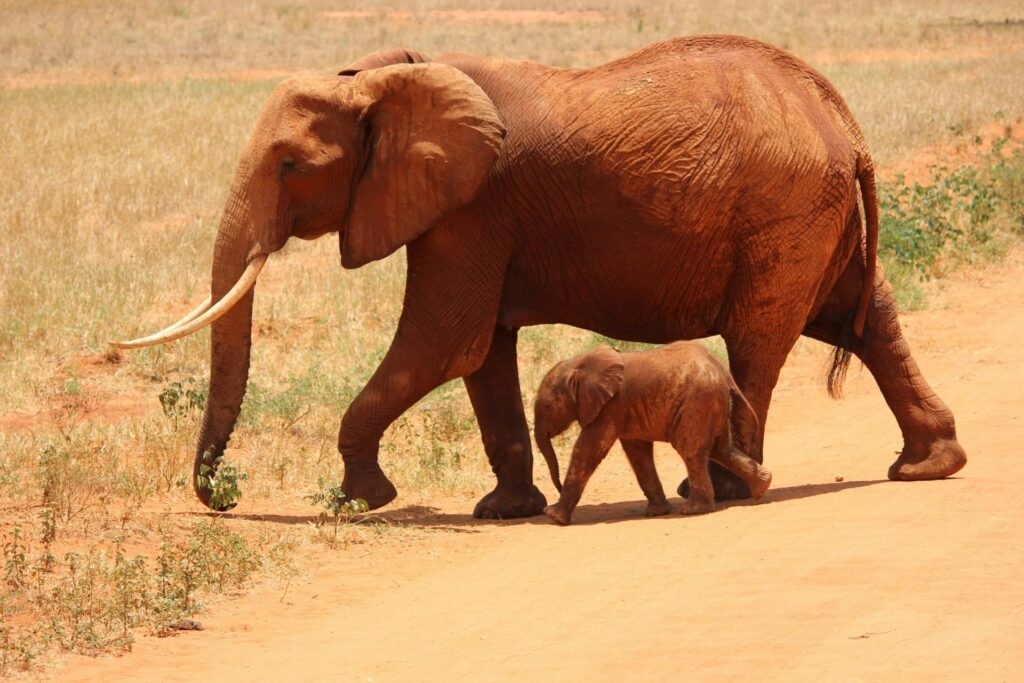 Tsavo East National Park