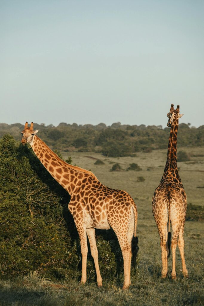 Tsavo East National Park