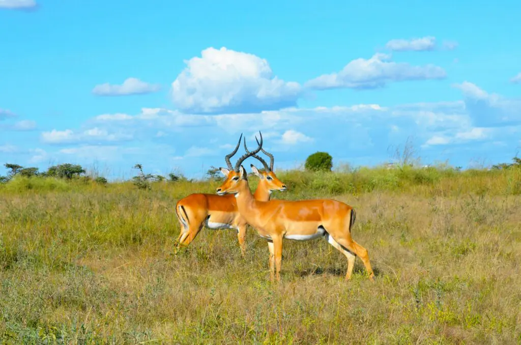 1 Day Safari from Nairobi
