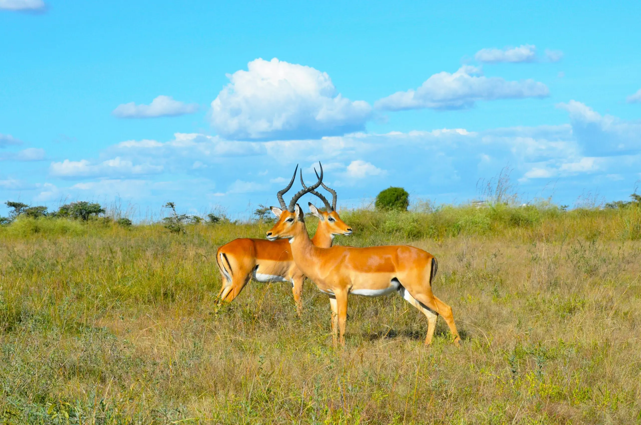 1 Day Safari from Nairobi