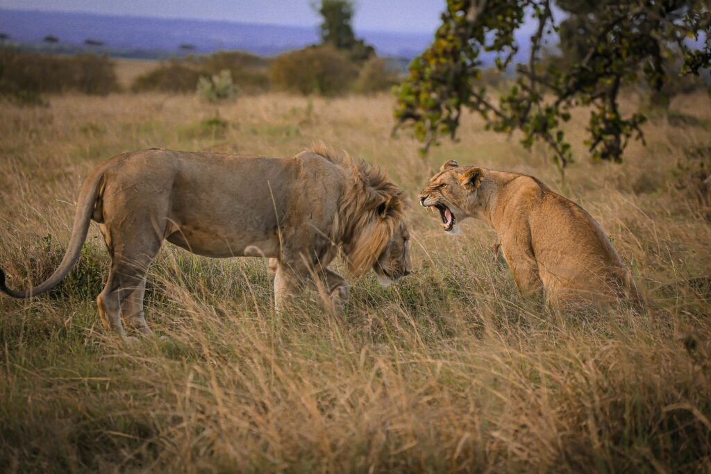 Tanzania National Parks