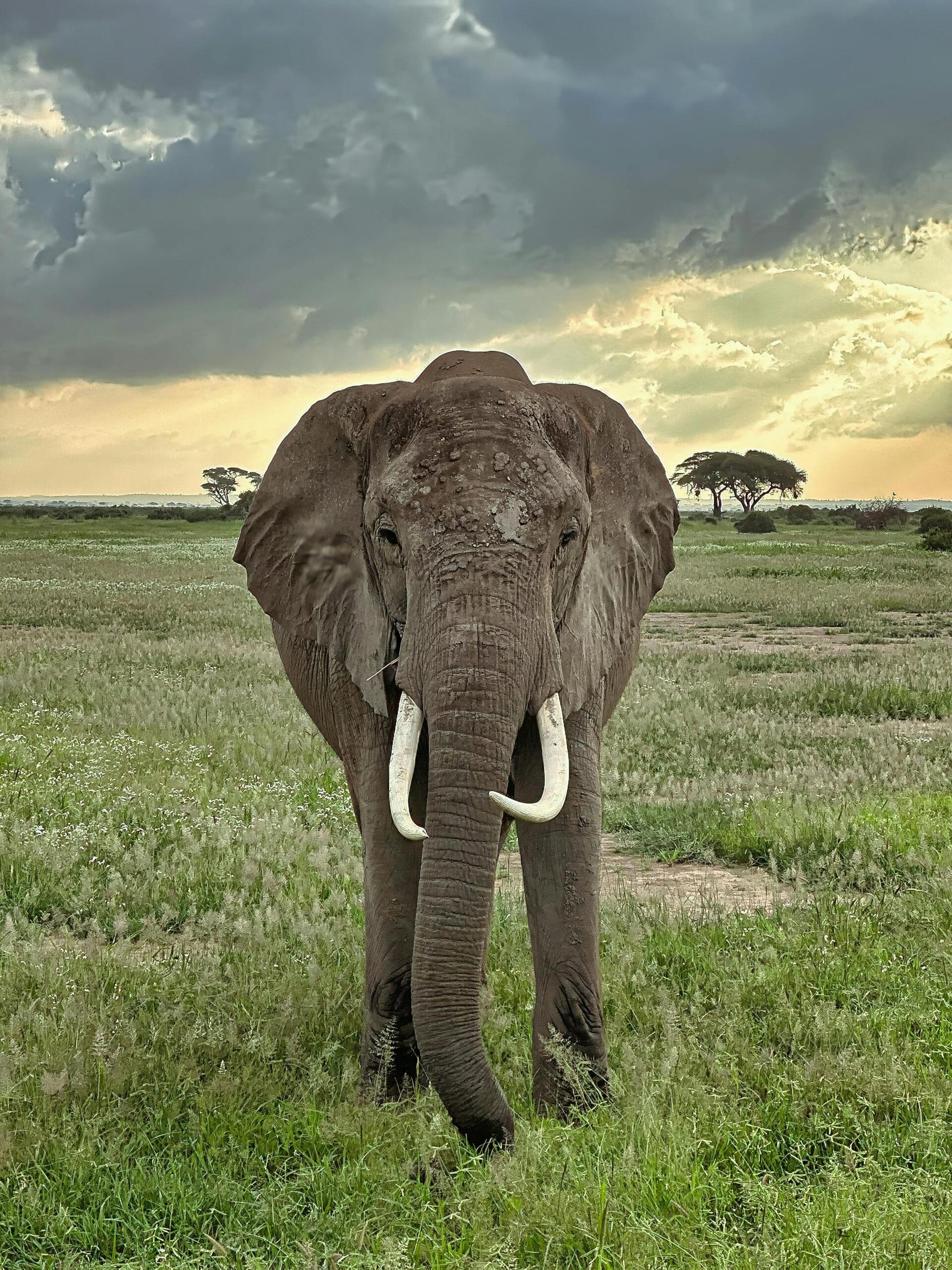 Ol Pejeta Wildlife Sanctuary