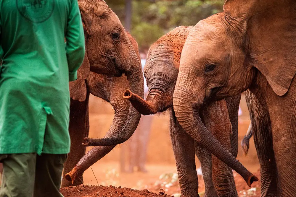 David Sheldrick Wildlife