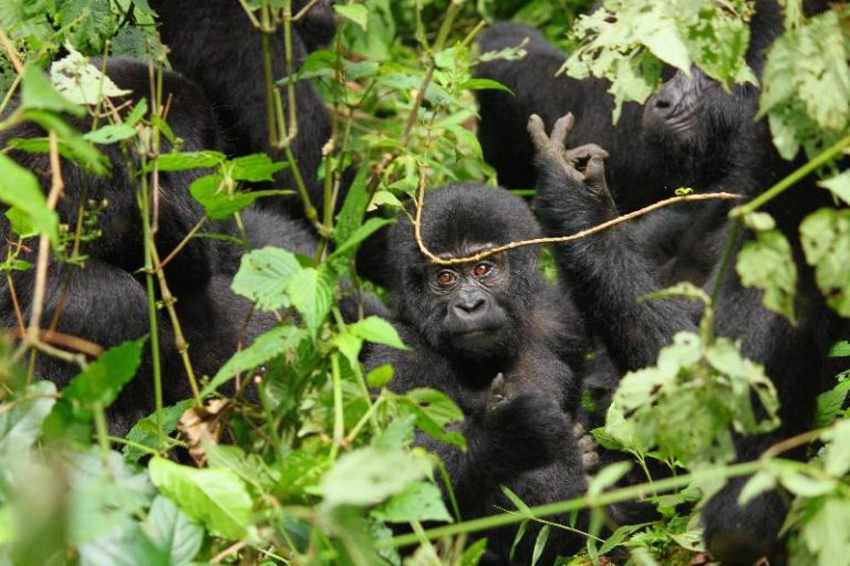 Uganda national parks