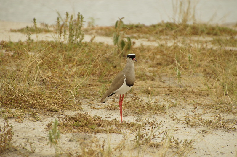 Tanzania National Parks