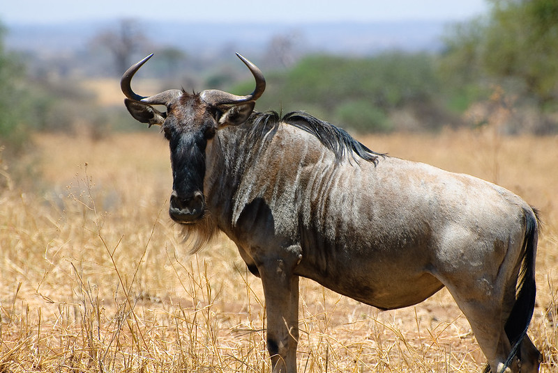 Tanzania National Parks