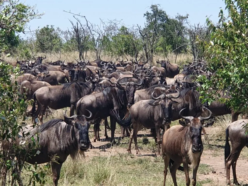 Great Migration