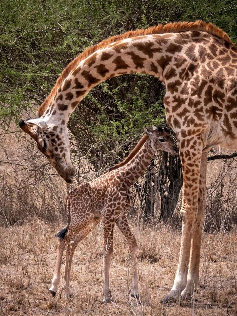 Nairobi day trips