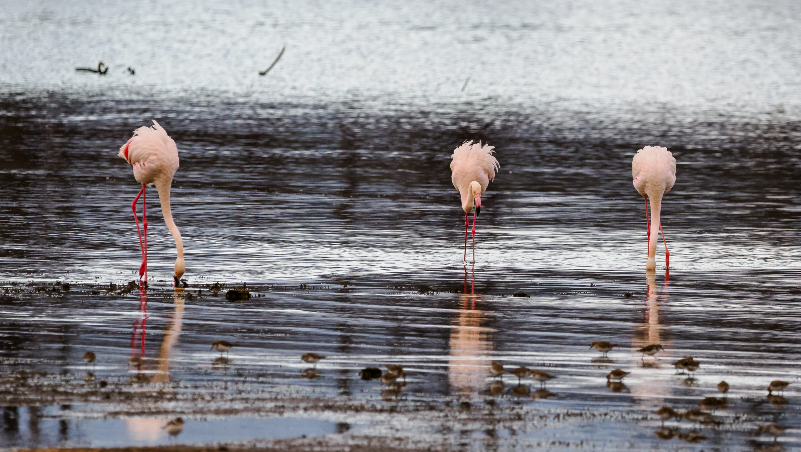 2 Day Safari Tour of Lake Nakuru & Naivasha & Other Attractions