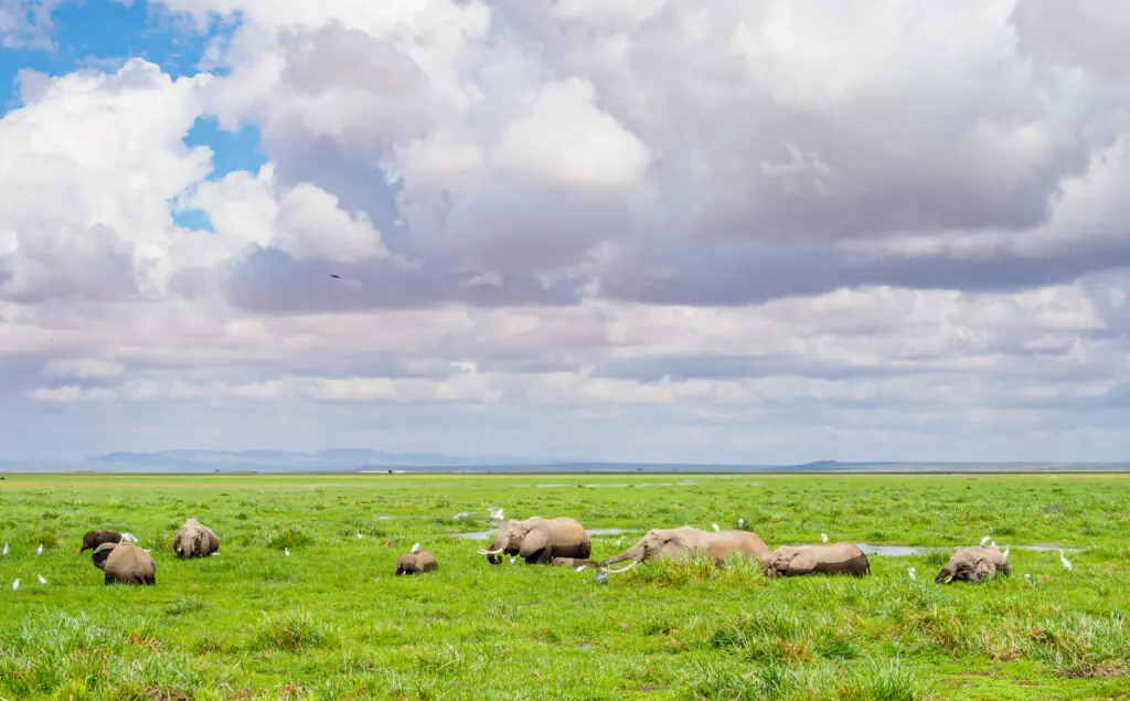 Annest Kenya Safari