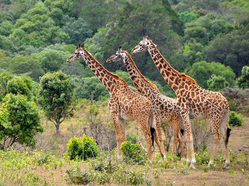 Nairobi day trips