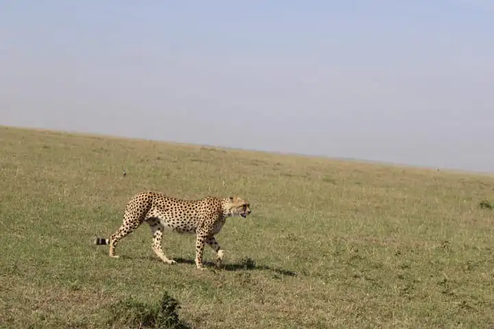 5 to 8 Day Safaris