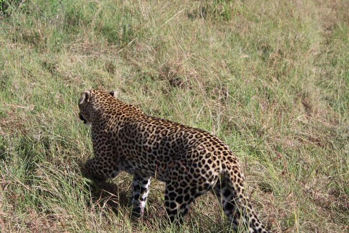 2-4 Day Safari Tours