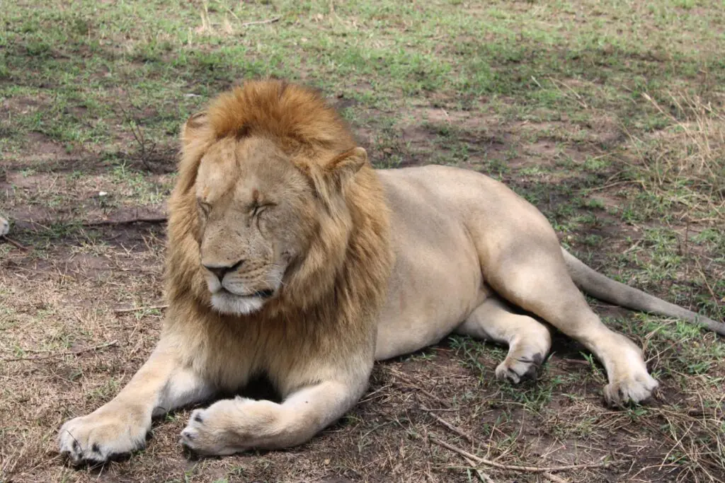 lions at Lake Nakuru
