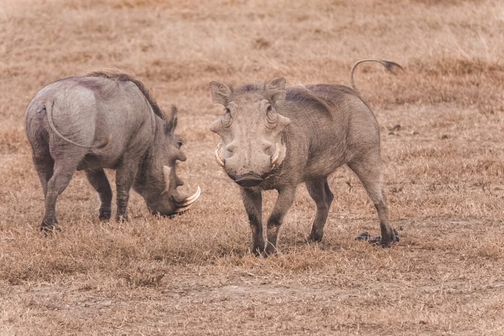 2-4 Day Safari Tours