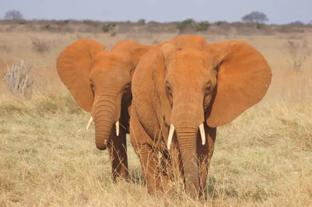 2-4 Day Safari Tours