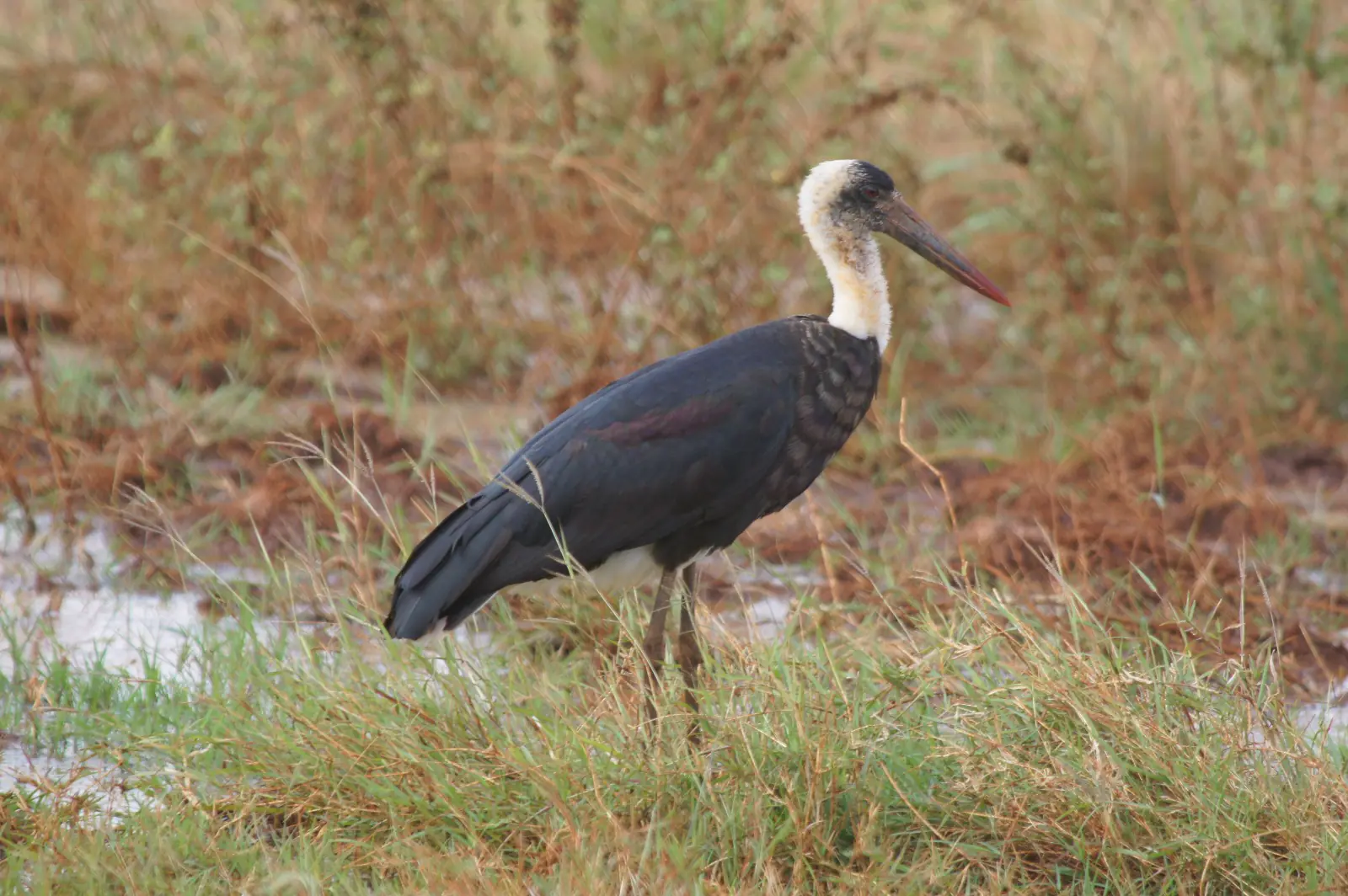 4 Days, 3 Nights TSVO EAST WEST AMBOSELI