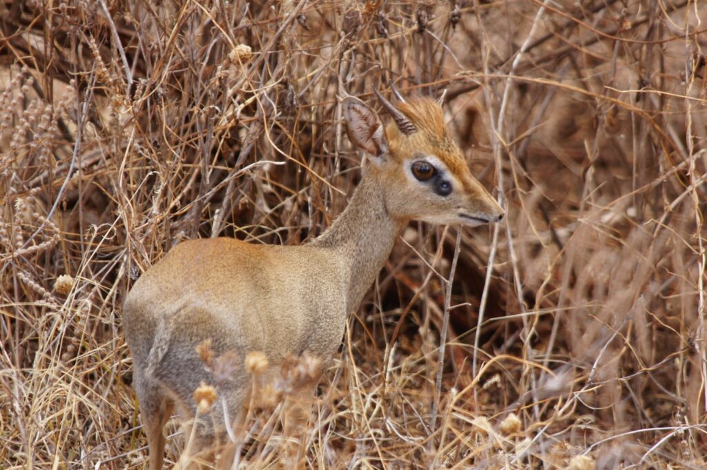 2-4 Day Safari Tours