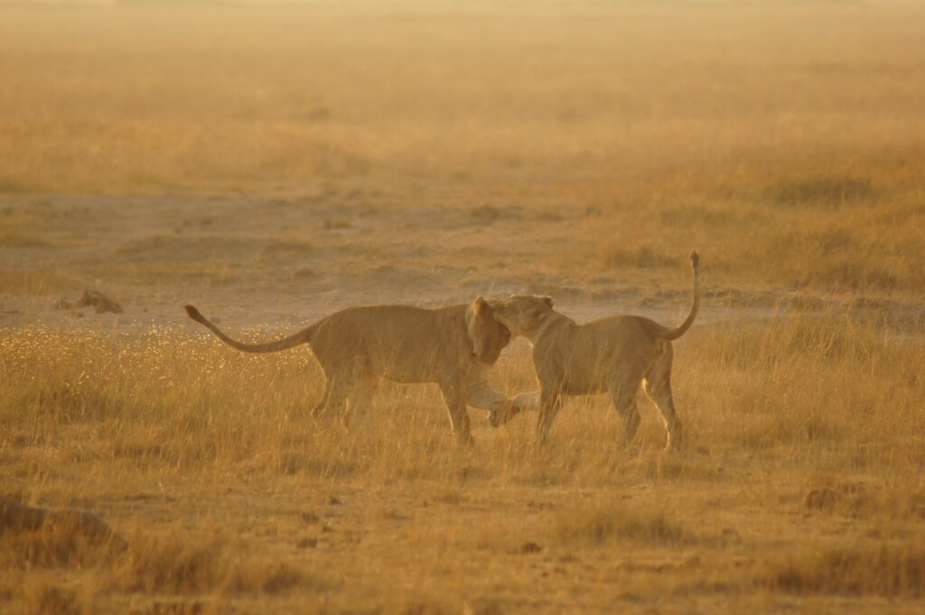 Kenya safaris