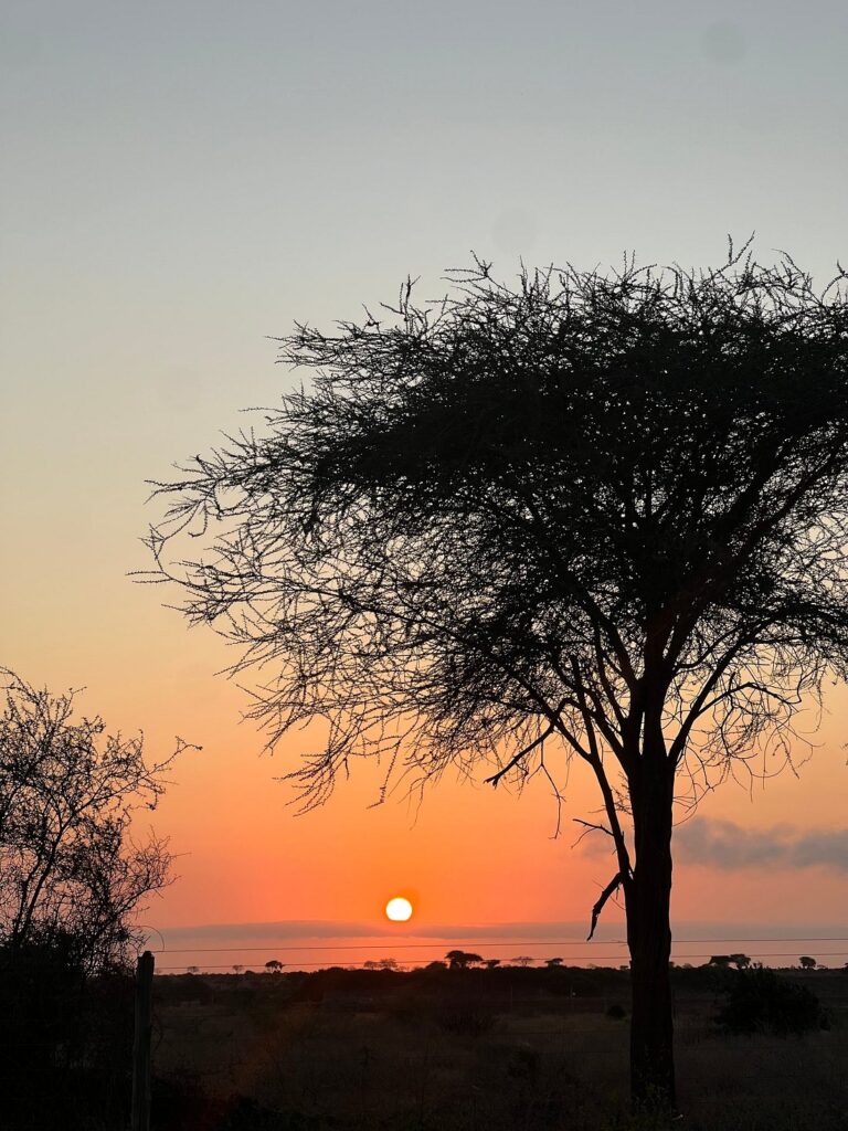 Masai Mara safari