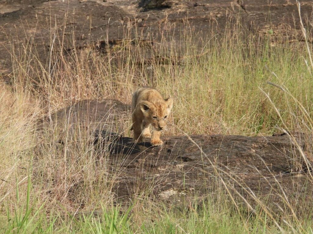 Masai Mara safari