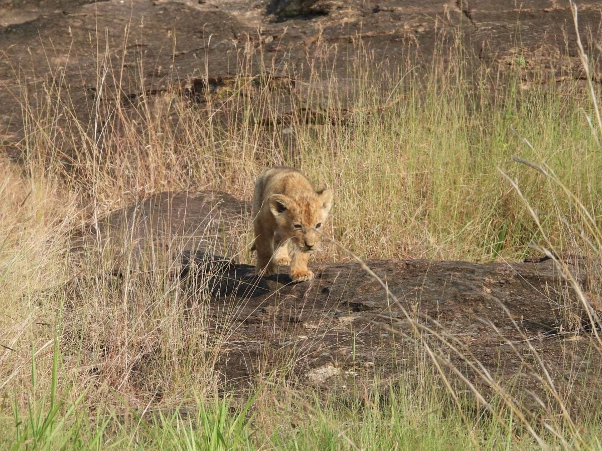 Masai Mara safari