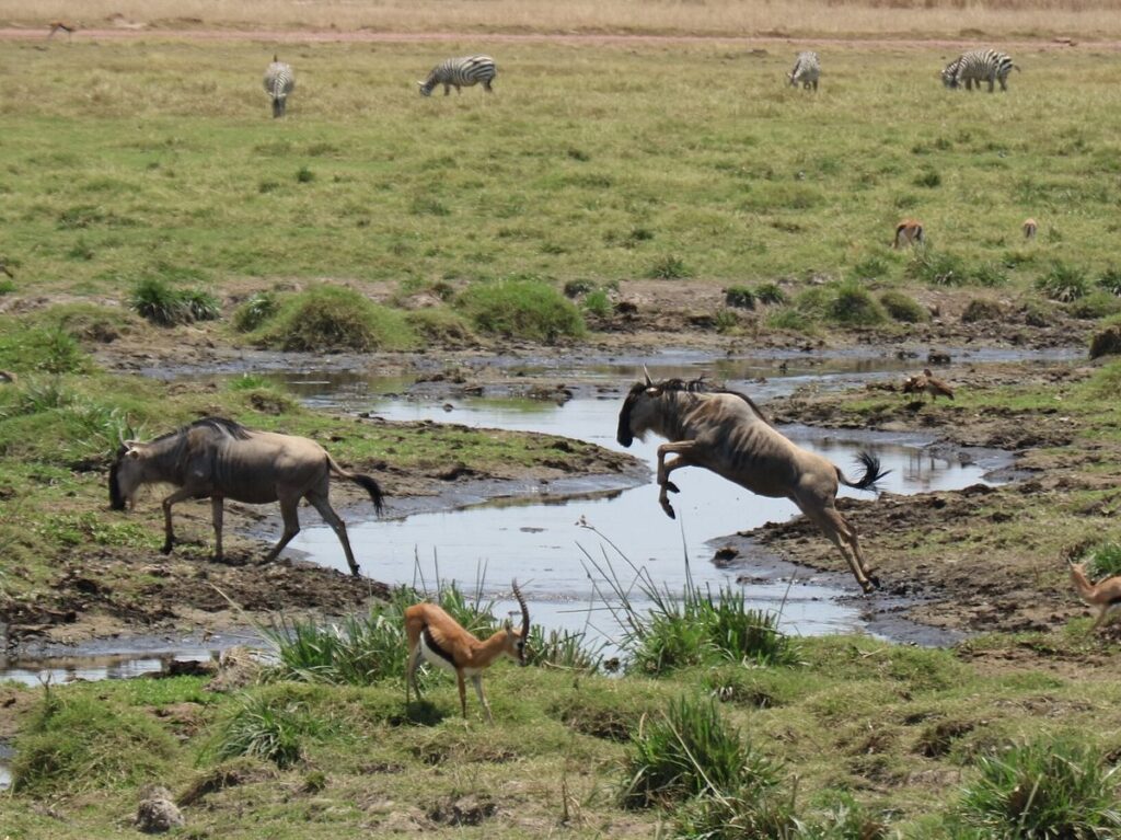 2 days Amboseli