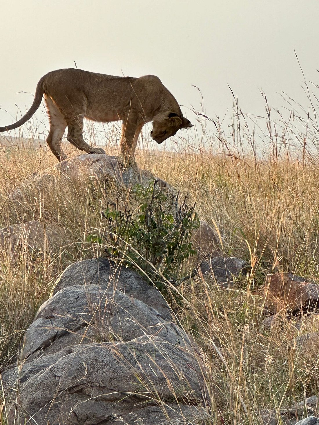 Masai Mara National reserve