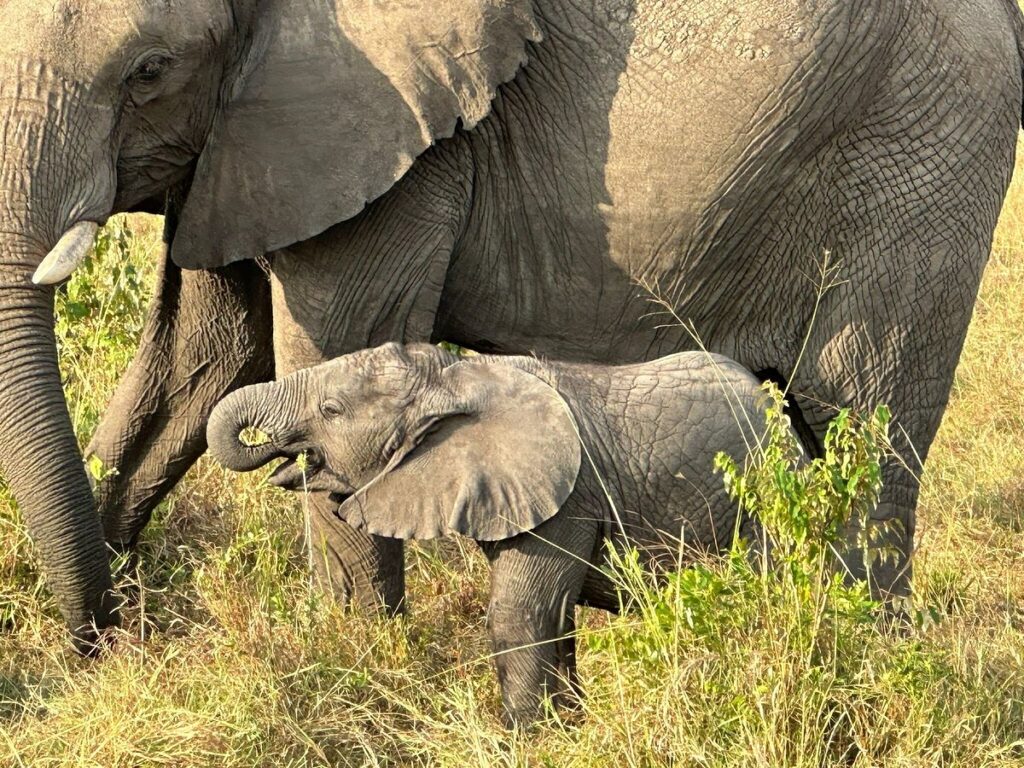 Family safari