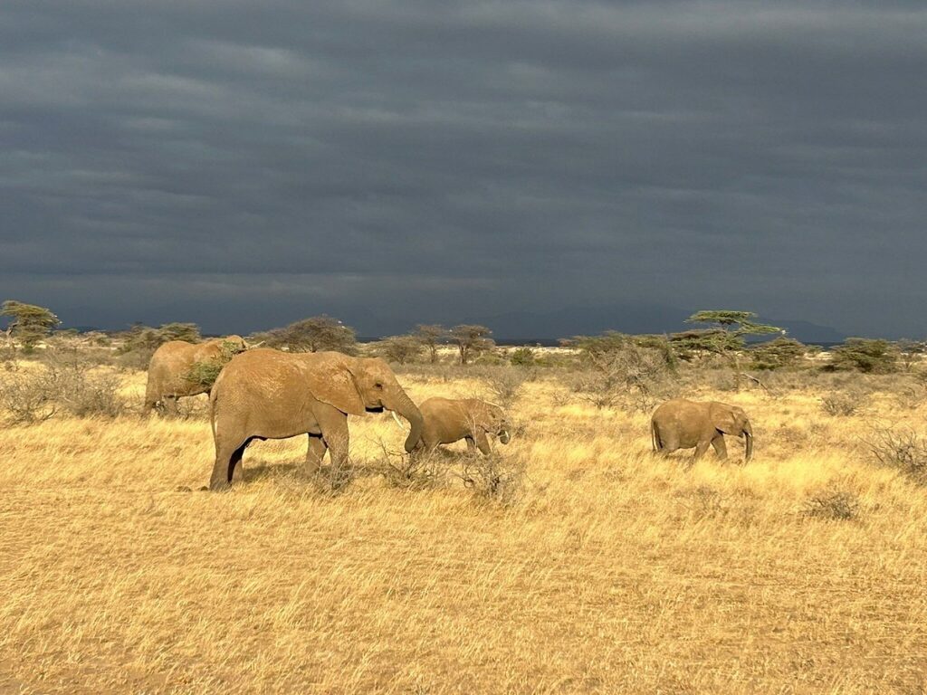 3-Day Samburu Safari