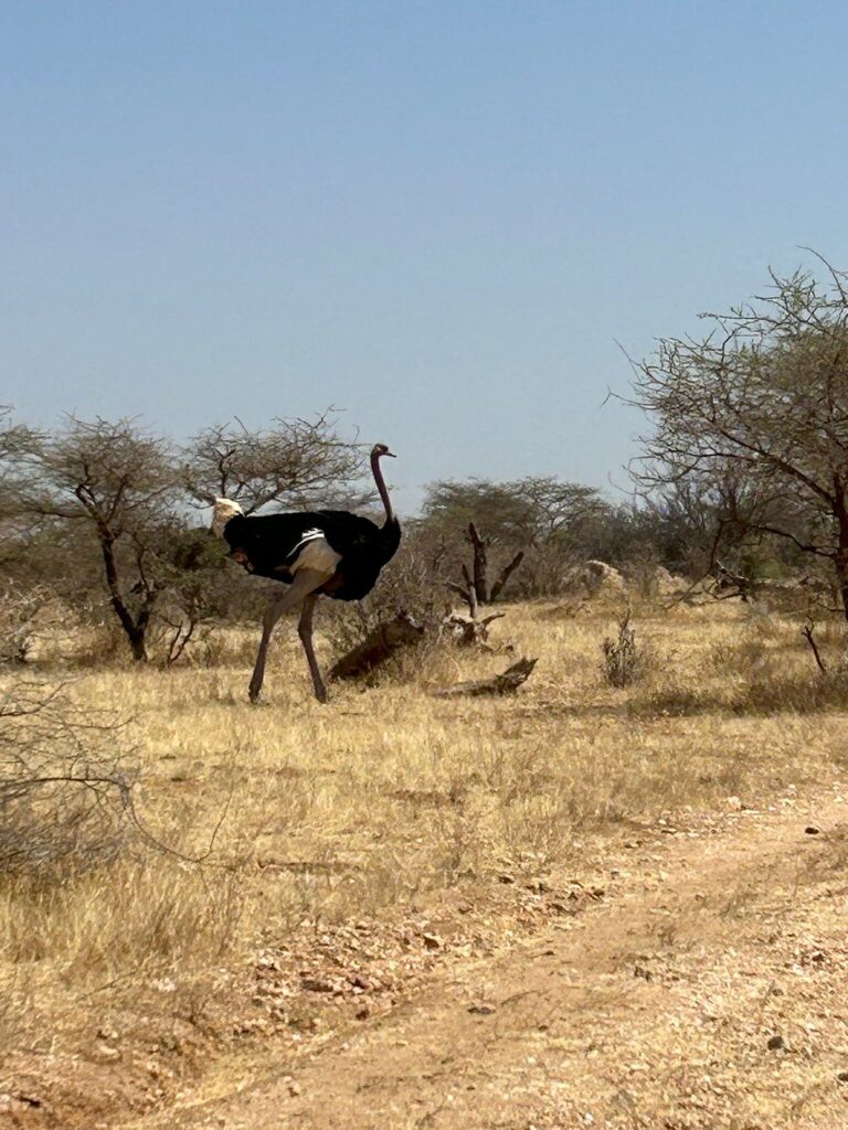 3-Day Samburu Safari