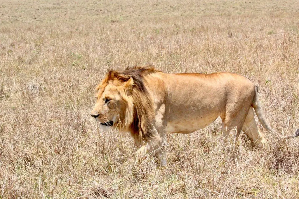 safari from Nairobi