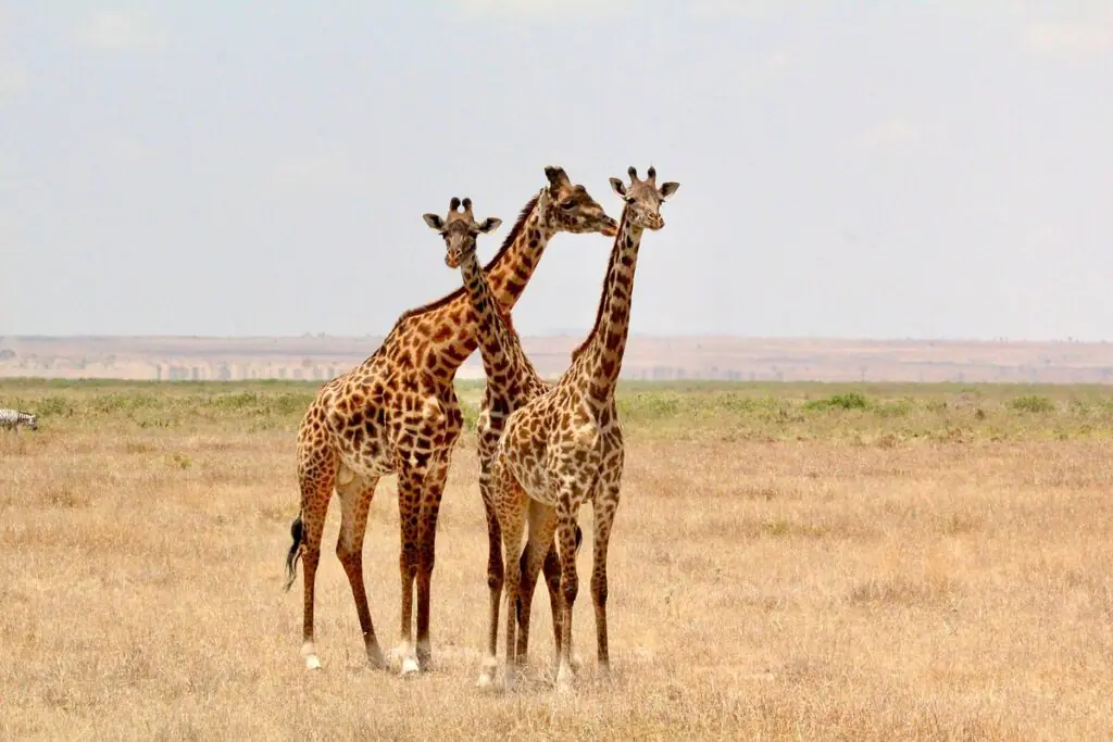 1 Day Tsavo East