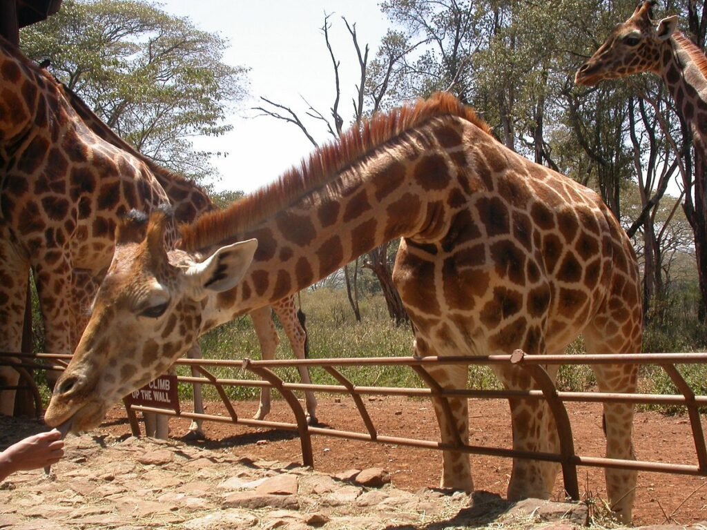 Nairobi Excursions