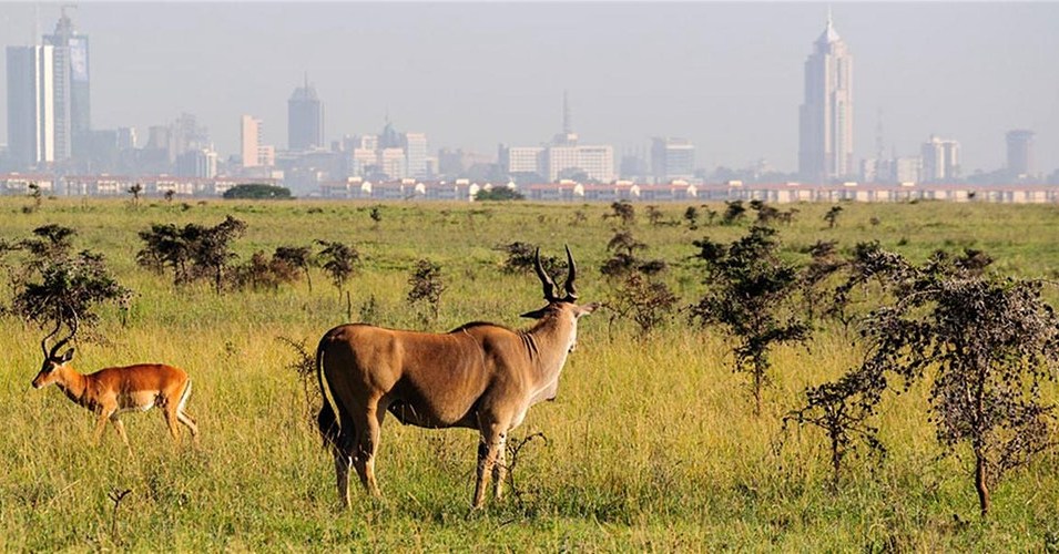 Half day Nairobi National park