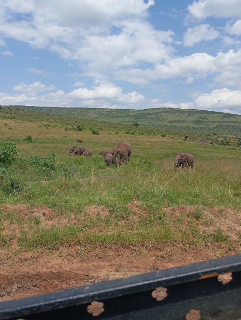 Family safari